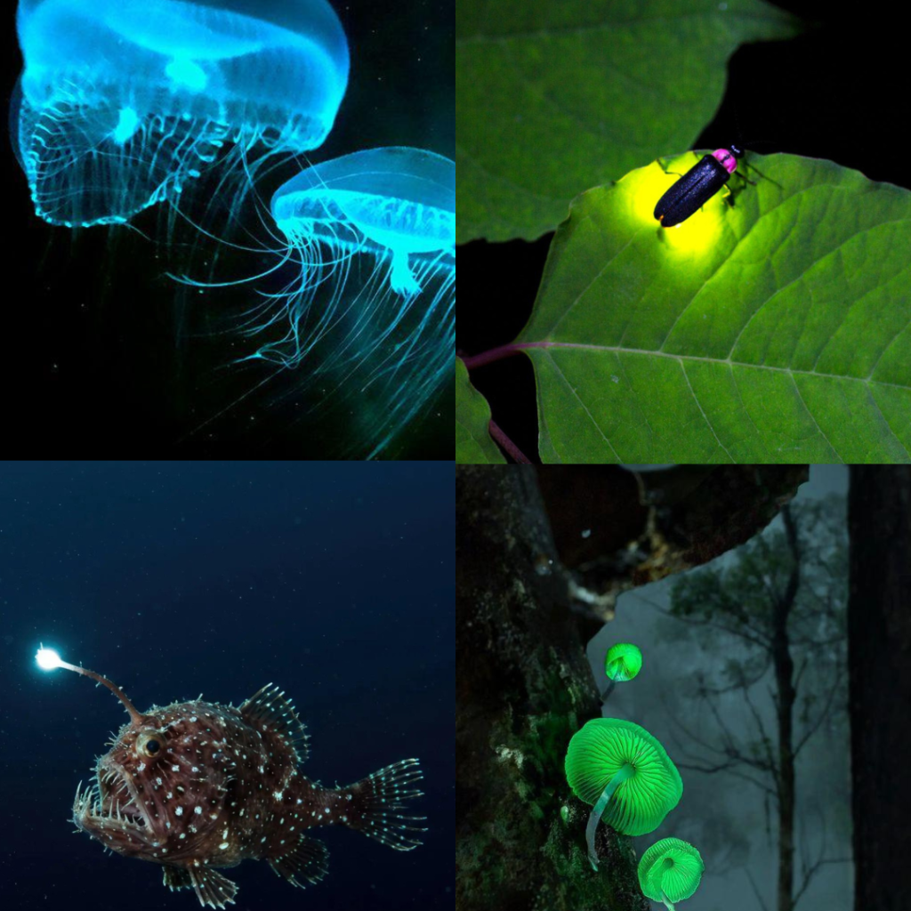 What Is Bioluminescence