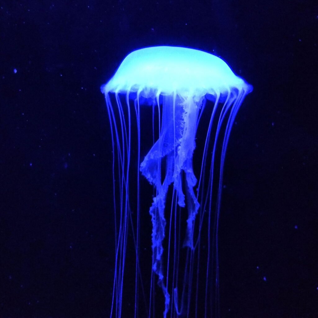 What Is Bioluminescence