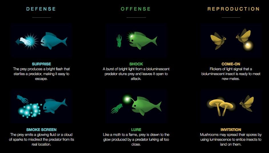 What Is Bioluminescence