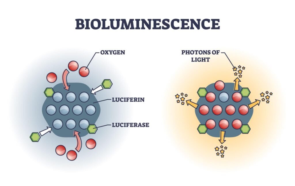 What Is Bioluminescence